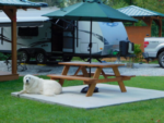 White dog sitting by a picnic table at Deer Springs - thumbnail